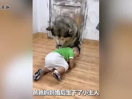 500万网红狗洛洛,通情达理俘获网友喜爱,患病离世让人惋惜#网红狗 #阿拉斯加犬 #宠物生活 #洛洛去世