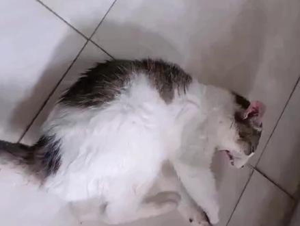 癫痫的猫咪,每天发作好几次,主人无奈做了安乐处理!