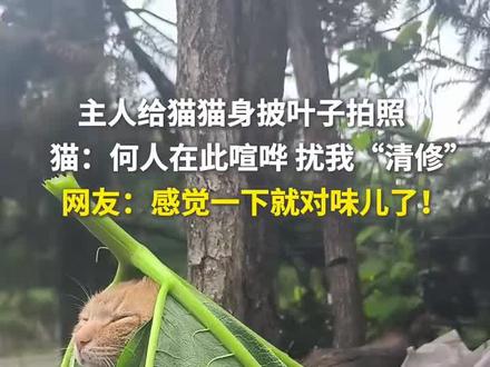 主人给猫猫身披叶子拍照,猫:何人在此喧哗,扰我“清修”,网友:感觉一下就对味儿了!
