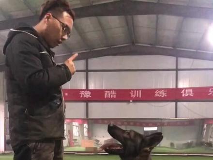 狗狗识数 算数训练方法#宠物 #狗 #训犬 #萌宠