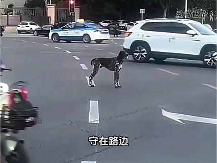 金宝回家路感动全网,你永远不知道,狗狗对你的感情有多深 #金宝 #狗狗 #波音达 #动物世界 #神奇动物在抖音 @金宝娘