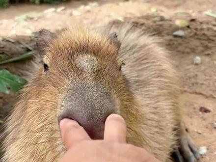 情绪最稳定的动物#动物世界 #动物科普 #卡皮巴拉 #宠物