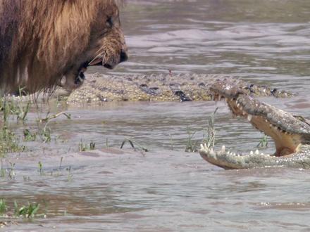 荒原里的母爱传奇,母狮莱拉用生命为女儿铺就生路/雄狮,狮子 #动物纪录片解说 #动物知识科普 #非洲野生动物 #动物精彩瞬间 #动物世界看人生百态 动物世界里的神奇动物在抖音,藏着狮子的真实故事,也藏着野生动物的母爱与非洲草原生存法则。这场草原上的生死博弈,让我们读懂了母爱的力量有多伟大,看懂了野生动物纪实里的滚烫真心,学会了敬畏自然敬畏生命,更看清了荒原里的生存智慧。母狮莱拉的故事,让我们在野性荒原里,看见最柔软也最坚定的生命守护。