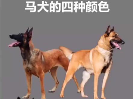 马犬四种颜色#马犬 #马犬幼犬 #上热门🔥