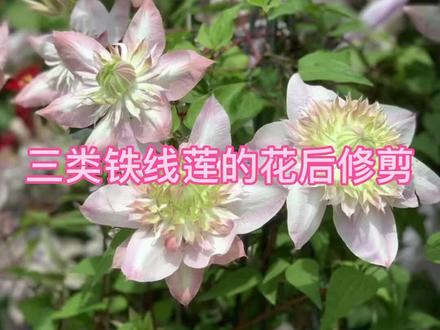 三类重剪品种的铁线莲南北方修剪有很大差异,本次讲解北方(尤其是东北)三类铁线莲花后如何修剪,视频有些长请耐心学习。#铁线莲 #修剪 #养花