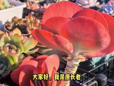了解多肉砍头不爆侧芽的5大原因,避免操作过程中踩坑! #多肉 #多肉植物 #多肉砍头 #多肉露养
