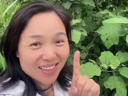 都说托鲁巴姆树可以嫁接茄子多年生,它们都有抗病性强,长势旺盛等优点 ,种一棵就吃不完,我也来试试。#楼顶菜园 #茄子嫁接砧木