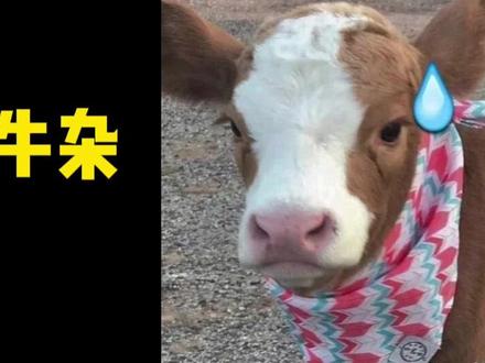 减脂期能吃牛杂吗#热量指南 #吃瘦不饿瘦 #会吃才会瘦 #牛杂 #减肥小知识 @抖音小助手