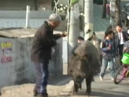 大爷竟然骑着一只猪逛街。#猪 #野猪 #人与动物和谐共处 #神奇的动物在抖音 #搞笑动物