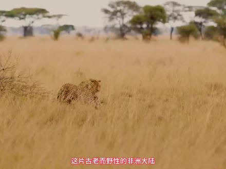 一场悲剧,一次复仇,这是母豹写给荒野的悲歌#动物世界 #野生动物 #神奇动物在抖音 #动物科普 #花豹