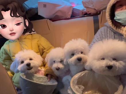 狗狗晕车起来有多吓人 本来不打算带他们回家过春节的,看着他们孤孤零零的眼神还是心软了#比熊 #狗狗 #春节