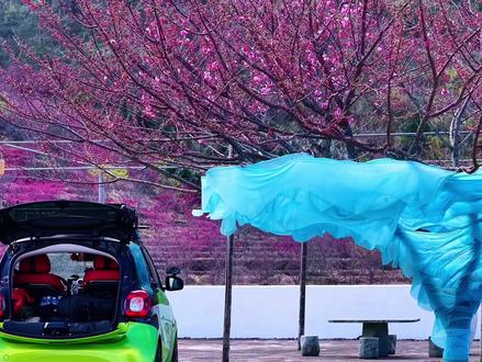 属于漳州的赏花季到了 #漳州 #旅行推荐官 #露营 #春节 #自驾游