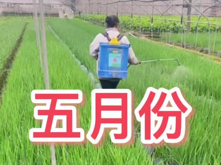 五月份种菜,开始劳动吧#五一劳动节 #种菜 #农业种植