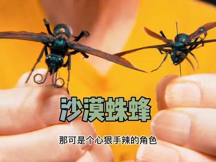 沙漠蛛蜂:你害怕狼蛛?那可是我的食物,看我怎么收拾它#奇妙的动物 #动物世界 #奇趣自然 #观察昆虫 #创作灵感