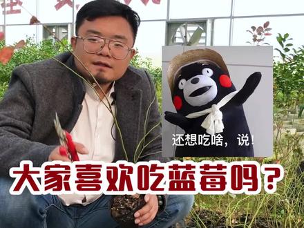 叫奥尼尔的都不一般,奥尼尔蓝莓也是蓝莓届中的大鲨鱼!#果苗 #果树种植