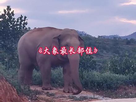 大象最长的部位是什么