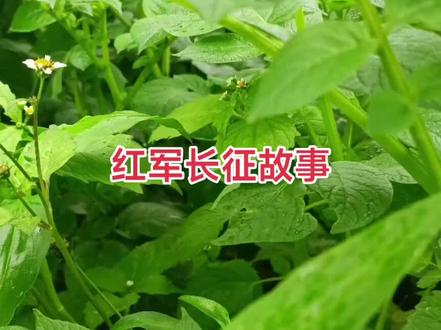 红军长征故事 #历史 #历史人物 #历史故事 #地理 #长征