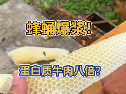这不是虐杀,是养蜂人必要的清理工作!大家理性看待!#拒绝废话#科普#蜂蛹#养蜂人