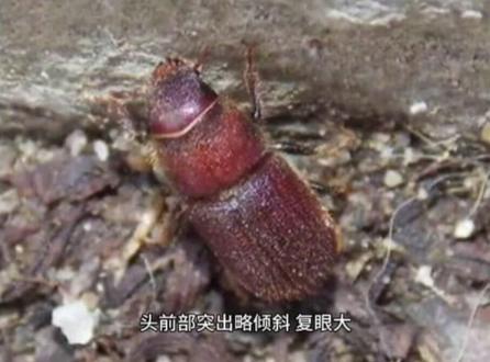 #蛀虫 家具蛀虫是什么样,怎么治理?#小妙招 #除虫灭鼠 #科普 #蛀虫防治