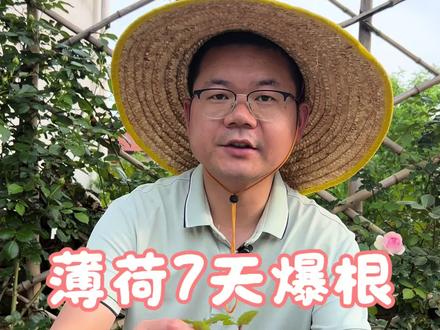 薄荷扦插7天爆根!新手懒人技巧 薄荷扦插7天爆根,操作简单,新手也能做#薄荷种植技术 #薄荷扦插 #薄荷 #水培 #家庭养花小知识