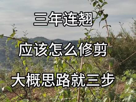 连翘修剪就三步,思路要清晰,视频有点长大家耐心看完#连翘修剪#连翘种植#连翘修剪技术 #连翘苗 #新农人2023计划