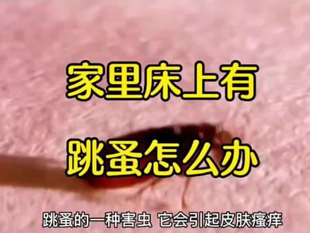 家里床上有跳蚤怎么办?清除床上跳蚤小妙招#跳蚤药 #灭跳蚤 #除跳蚤 #灭跳蚤方法