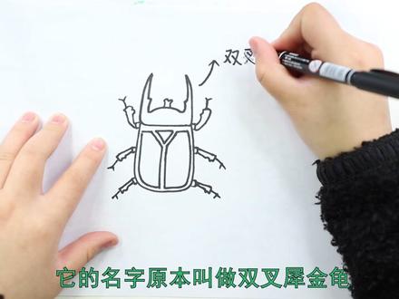 独角仙思维导图怎么画