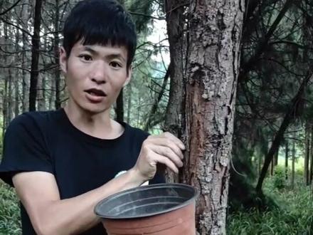 松树皮做兰花植料,简单分享,#兰花日常管理 #记录农村生活 #兰花植料