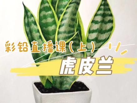 彩铅直播课——虎皮兰🍃(上)明天出下集😋很详细哦~喜欢的朋友可以点进来观看!#跟我一起学画画 #一起学画画 #停课不停学 #美术老师的日常 #零基础学画画 #艺术教育 #艺术培训 #一学就会系列 #每天进步一点 #美术课堂 #少儿美术教育 #教你学画画