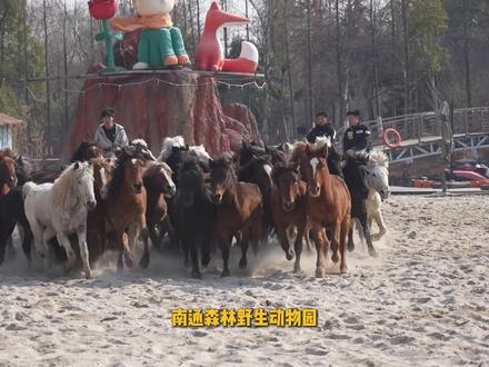 天马浴河震撼来袭!此生必看! #南通森迪野生动物园 #天马浴河 #亲子游玩好去处