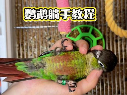 不定时更新一些驯鸟的教程,每天花个15分钟就可以啦#养鸟 #训鸟高手 #手养鸟 #鹦鹉躺手 #小太阳合法标识