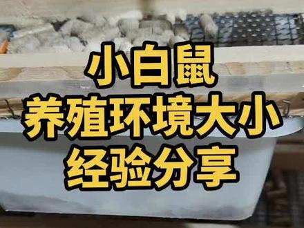 #小白鼠养殖科普宣传 #小白鼠 #养殖人