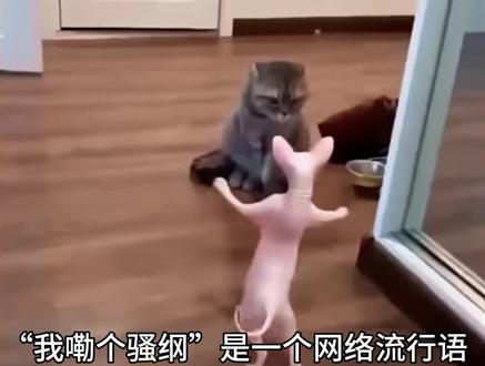 我嘞个骚钢是什么梗 #我嘞个骚钢啊 #coke火影忍者 #梗百科