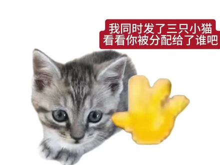 #猫 Hello 我是多多 #打招呼的小猫