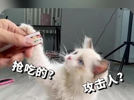 猫咪吃东西抢?那就顺带着做做护食纠正训练吧 #猫咪社会化 #猫咪社会化训练 #猫咪护食纠正 #小卢呼噜噜 #新手养猫