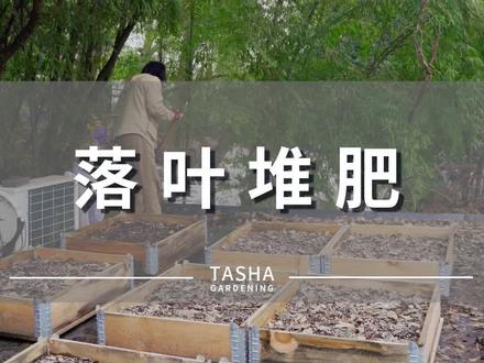 落叶是堆肥的极好材料,随便一堆,就能收获腐叶土~#花式过大年 @DOU+小助手