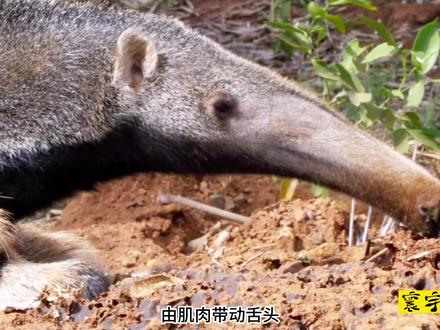 《大食蚁兽:舌灿莲花》 #食蚁兽 #大食蚁兽 #动物 #动物解说 #动物世界 #纪录片解说 #神奇动物
