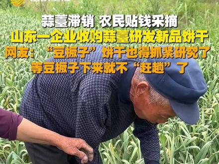 #山东蒜薹有了新吃法 近日,山东济宁。蒜薹滞销,农民无奈贴钱采摘,山东一饼干企业去田间收购蒜薹研发新品饼干。网友:“豆橛子”饼干也得抓紧研究了,等豆橛子下来就不“赶趟”了。#蒜薹 #蒜薹饼干