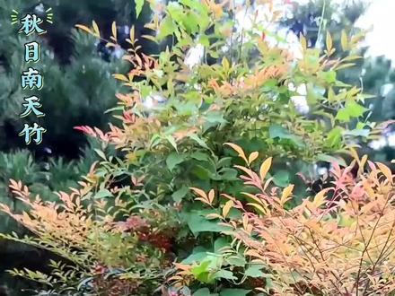 南天竹是一种常绿性灌木,它以其独特的红色系叶色和花色叶而闻名,主要观赏部位为叶片,适合用于花境、花坛、地被、灌丛、湿地绿化和护坡绿化等多种园林用途。它的常绿特性使其在四季都能保持观赏价值,尤其在冬季,红色的叶片能为园林增添一抹亮色。南天竹的鲜红果实和翠绿叶片被视为喜庆的象征,寓意“吉祥如意”和“好运降临”,常用于节日装饰或赠礼以传递祝福。作为四季常青、生命力顽强的植物,南天竹代表“健康长寿”,适合赠予长辈表达对福寿绵长的祝愿。果实成熟时满树红果,象征“红火生活”和“子孙满堂”,体现家庭团聚与繁荣。南天竹的树姿优美,叶片和果实色彩鲜艳,尤其是秋冬季节的红叶和红果,更是增添了观赏价值。因此,它常被用作园林盆栽或庭院观赏植物。南天竹全株有毒,尤其是鲜艳的红色果实和叶片,预防重点在于避免接触或误食,并做好日常防护措施。 #2025年10月22日摄于上阳宫文化园 #用手机记录身边的风景 #秋天的美景