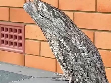 伪装成树枝的林鸱鸟 #神奇动物在抖音 #科普一下 #林鸱