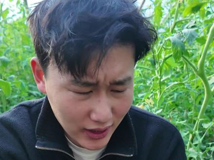 番茄果实露籽畸形怎么办? 深入学习了一下西红柿露籽畸形的原因,以及解决方法,希望可以帮到大家!#乡村实习生 #青年创作者成长计划 #三农 #西红柿种植 #抖音知识年终大赏