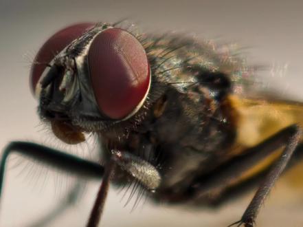 vivox300pro长焦微距教程(苍蝇篇) 家人们期待的vivox300pro长焦微距拍日常常见的小苍蝇复眼教程视频来了,本期视频详细讲解相机设置及拍摄技巧哟!感谢家人们关注与点赞❗️欢迎小米17UItra及华为mate80来战👀
#长焦微距教程 #vivox300pro #苍蝇复眼 #小米17ultra #mate80华为