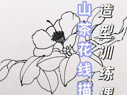 国画花鸟画山茶花线描