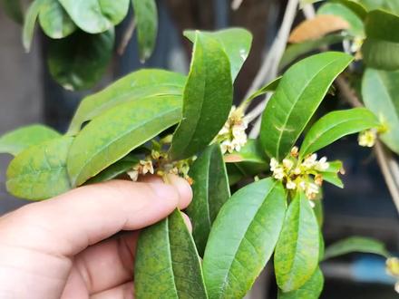 画一画一片叶子的进化过程#跟着抖音学画画 #创作人计划 #原创 #创作灵感 #植物