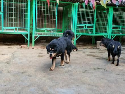 怎么样去喂养藏獒最经济实惠 每天饲养的成本一条要花多少钱?