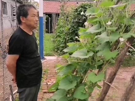 瓠子日常管理!#农家小菜园 #我的乡村生活 #我的农家小院