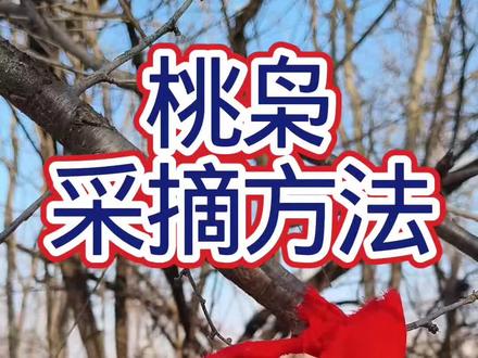 古籍记载正月摘桃枭,可没记载正月找桃树。
#桃枭 #野生桃枭 #桃枭采摘 #藏锋阁手工坊