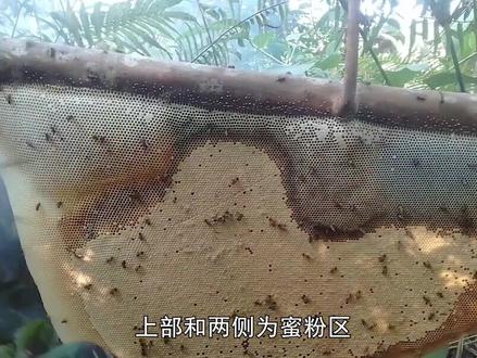 大蜜蜂有迁徙行为,难以进行人工养殖,你觉得大蜜蜂的蜜怎么样?#养蜂技术分享 #蜜蜂养殖 #抖音小助手 #蜂博士