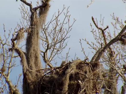 小鸟筑巢全过程,花了半个月来拍摄!真是难得