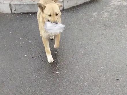 救助一只流浪狗的背后是整座城市的温暖 小狗黄站长与宣城出租车司机的故事发生在2026年4月安徽宣城,视频出处@柯基兵兵和花花
#黄站长 #流浪狗 #一代人有一代人的动物世界 #狗狗 #善待生命
